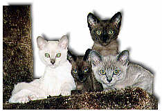 Four, bright eyed, kittens look down from their cat tree.