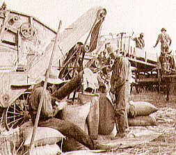  Sacks being filled at the side of the thresher.