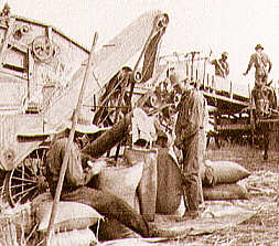 Sacks being filled at the side of the thresher.