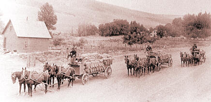 Grain wagons on the road.